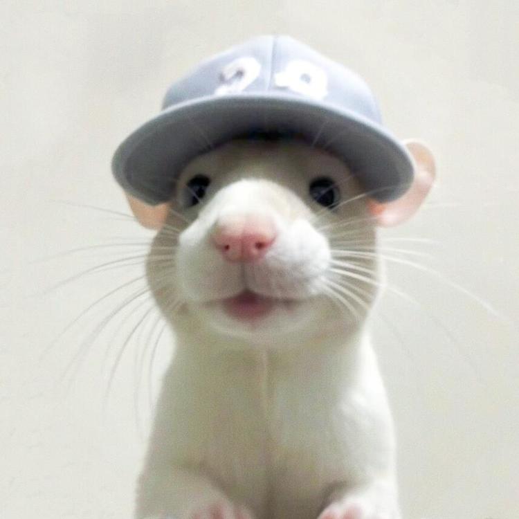 用户头像